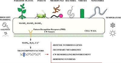 Editorial: Plant cell wall in pathogenesis, parasitism and symbiosis, Volume II